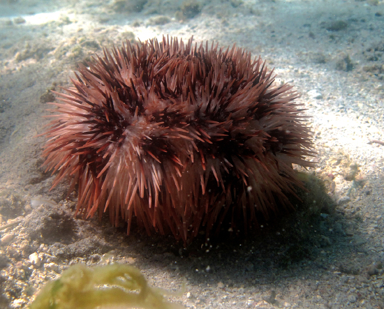  Pseudoboletia maculata (Spotted Sea Urchin)